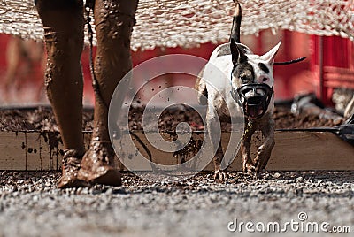 The Bull Terrier together with the owner overcame an obstacle in the form of a pit filled with water and mud Stock Photo