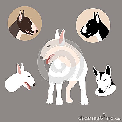 Bull Terrier vector illustration style Flat set big Vector Illustration