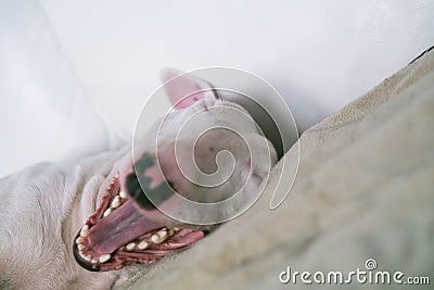 English Bull terrier just woke up and yawning Stock Photo