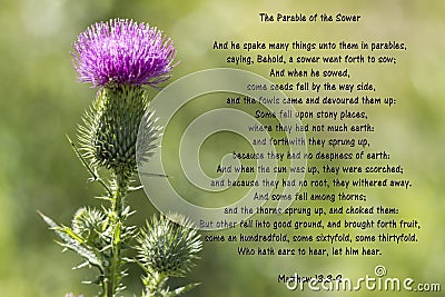 Bull Thistle Blossom -Parable of the Sower Stock Photo