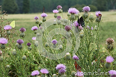 Bull Thistle and Butterflies Stock Photo