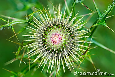 Bull thistle detail, dew drops Stock Photo