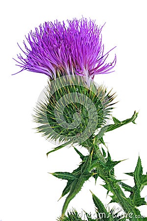 Bull Thistle flower Stock Photo