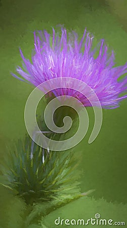 Bull Thistle Lavender Blossom Digitally Painted Stock Photo