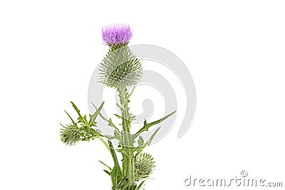 Bull Thistle on White Stock Photo