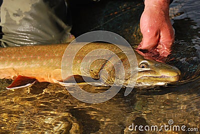 Bull trout Stock Photo