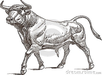 Bull Vector Illustration