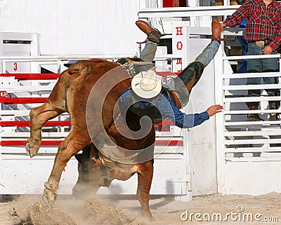 Bull Wins Stock Photo