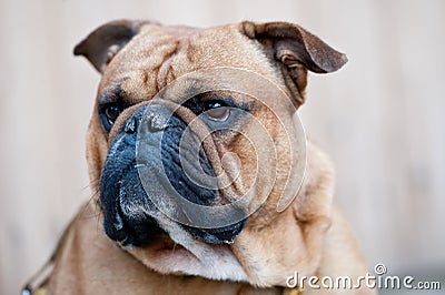 Bulldog Stock Photo