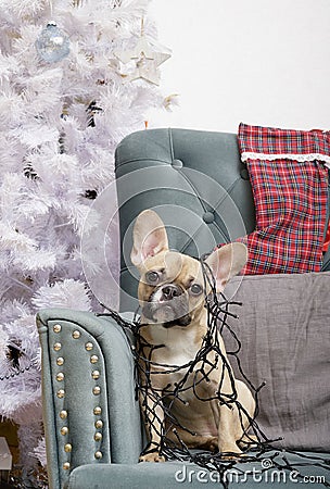 A bulldog dog entangled in a Christmas garland sits next to the Christmas tree in anticipation of the holiday. Stock Photo