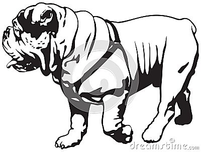 Bulldog, English Bulldog or British Bulldog Vector Illustration