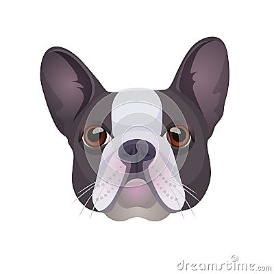 Bulldog face colored in grey and white vector realistic illustration. Vector Illustration