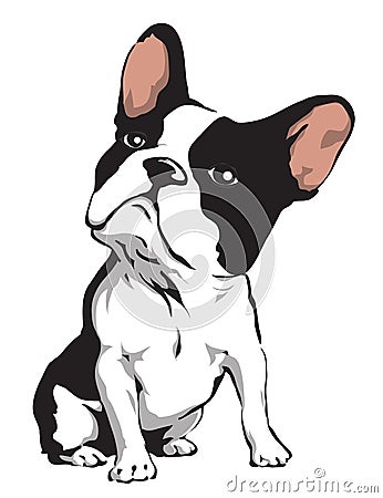 Bulldog Vector Illustration