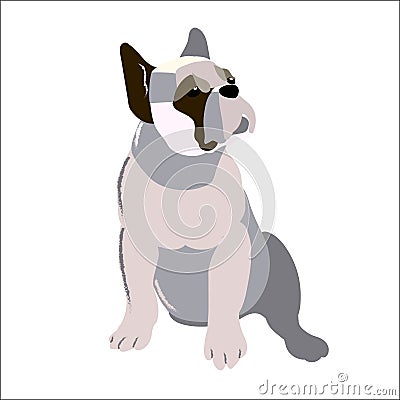 The bulldog isolated on white background, vector illustration. Vector Illustration