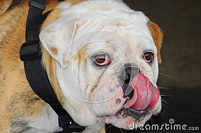 Bulldog licking his chops with bloodshot eyes. Stock Photo