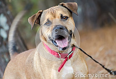 Bulldog mixed breed, pet adoption portrait Stock Photo