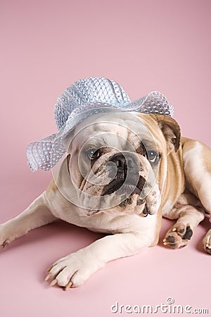 Bulldog on pink background. Stock Photo