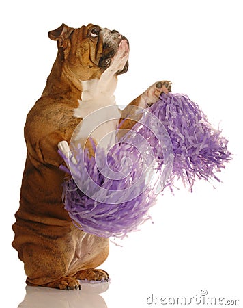 Bulldog with pompoms Stock Photo