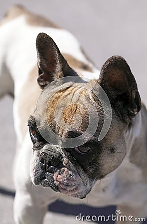 Bulldog puppy Stock Photo