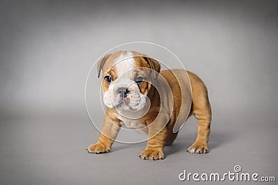 Bulldog Puppy Stock Photo - Image: 81457716