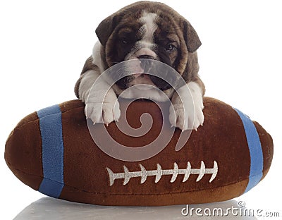 Bulldog puppy with football Stock Photo
