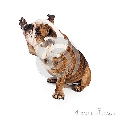 Bulldog raising paw to shake Stock Photo