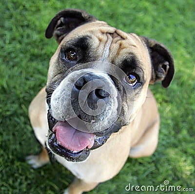 Bulldog smiling in the grass Stock Photo