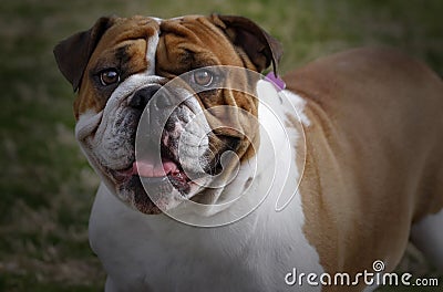 Bulldog smiling outside Stock Photo