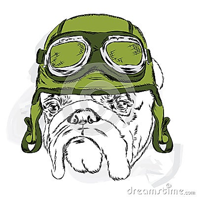 Bulldog wearing a helmet. Racer. Pilot. Vector Illustration