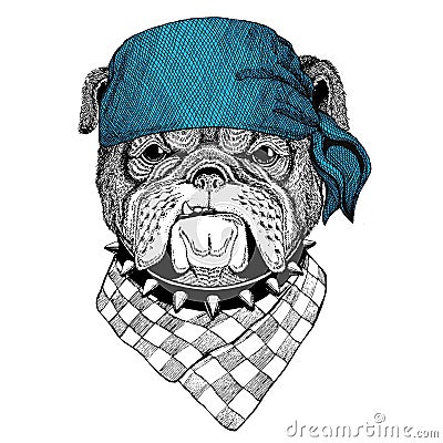 Bulldog Wild animal wearing bandana or kerchief or bandanna Image for Pirate Seaman Sailor Biker Motorcycle Stock Photo