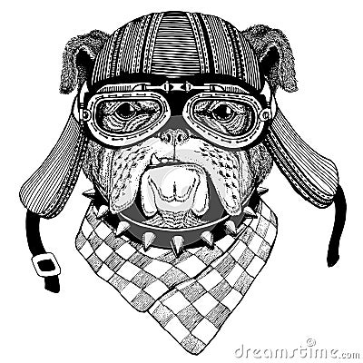 Bulldog Wild animal wearing biker motorcycle aviator fly club helmet Illustration for tattoo, emblem, badge, logo, patch Stock Photo