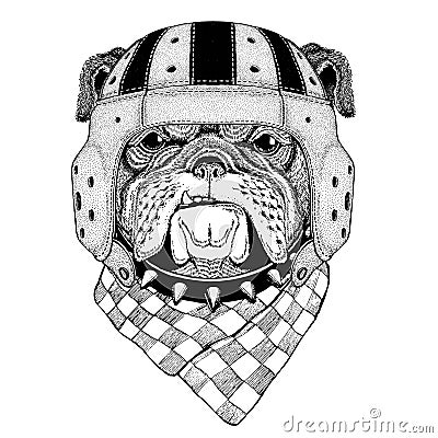 Bulldog Wild animal wearing rugby helmet Sport illustration Cartoon Illustration