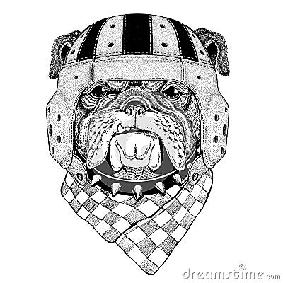 Bulldog Wild animal wearing rugby helmet Sport illustration Vector Illustration