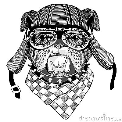 Bulldog Wild biker animal wearing motorcycle helmet. Hand drawn image for tattoo, emblem, badge, logo, patch, t-shirt. Vector Illustration