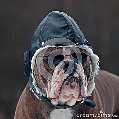 Bulldogg as a pilot Stock Photo