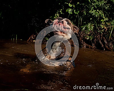 Bulldogg jump in a river Stock Photo