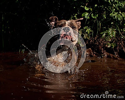 Bulldogg jump in a river Stock Photo