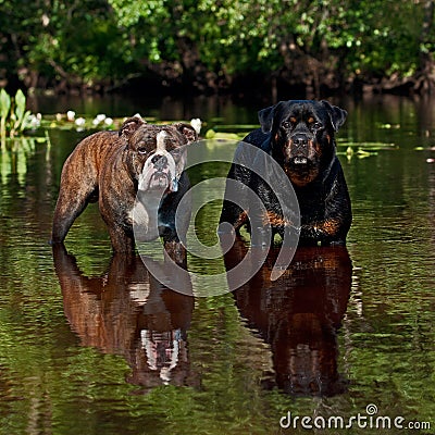 Bulldogg and Rottweiler on a river Stock Photo