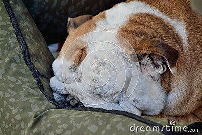 Bulldogg sleeping - close-up Stock Photo