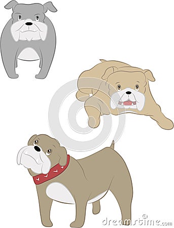 Bulldogs Stock Photo