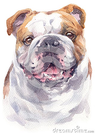 Water colour painting portrait of Bulldog 250 Stock Photo