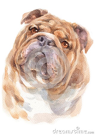 Water colour painting portrait of Bulldog 253 Stock Photo
