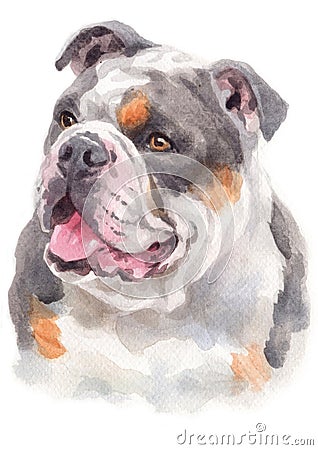 Water colour painting portrait of Bulldog 254 Stock Photo
