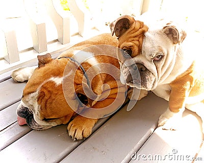 Bulldogs in Sunlight Stock Photo