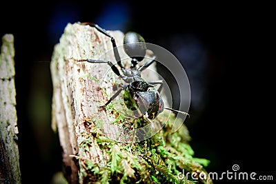 Bullet Ants in the Amazon Stock Photo