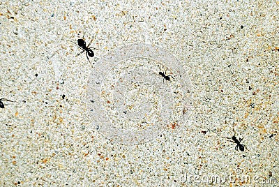 Bullet ants in wall . white backgrounds . three ants . Stock Photo