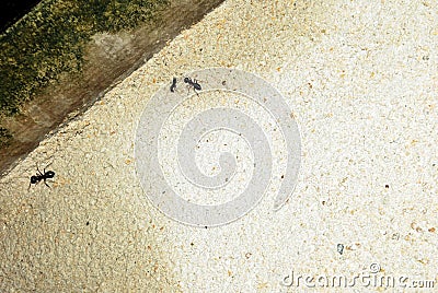 Bullet ants in wall . white backgrounds . three ants . Stock Photo