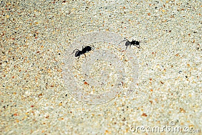 Bullet black ants in concrete wall Stock Photo