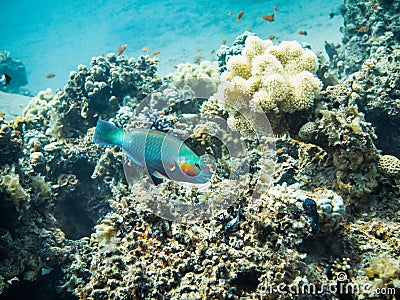 Bullethead parrotfish. Colourful marine life in Red Sea, Egypt, Dahab Stock Photo