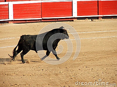 Bullfight Stock Photo